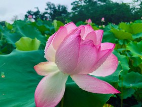 清水出芙蓉