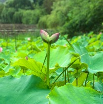 “好运莲莲”幼崽时期
