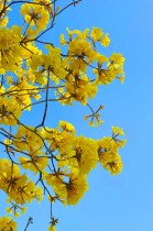 “嘉”里的花