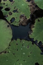 听雨残荷