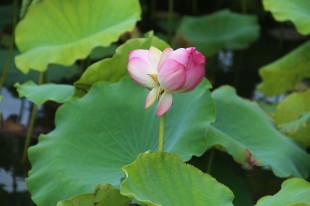 并蒂莲