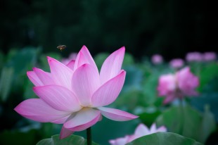 蜂悬夏荷