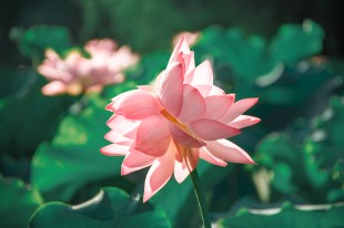 绽放并蒂莲