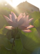 夏荷