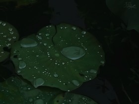 池荷跳雨