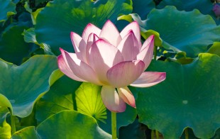 夏荷