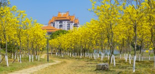黄色的约定