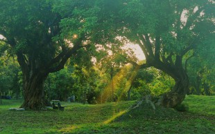 I see green