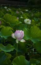 夏至“嘉园” 荷你有约