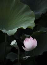 藕花深处