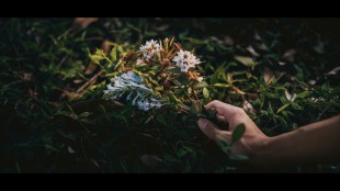 光束中的花