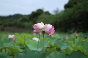罕见并蒂莲