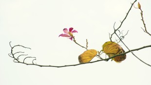 蒸蒸日上