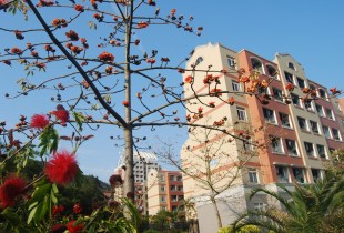 那株木棉花