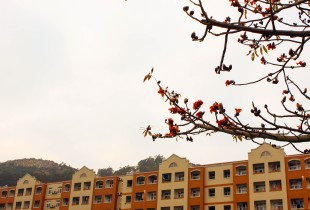 且听风吟