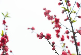 戴花少女