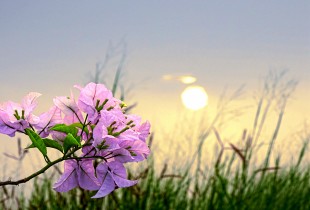花好月圆