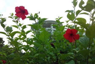 那些花儿
