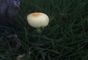 蘑菇
