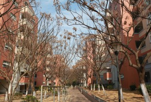 “嘉”冬