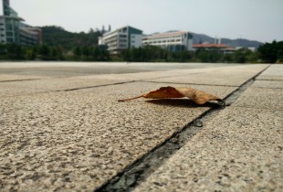 时光知味·叶