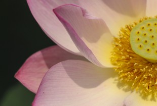 花开艳 人难舍