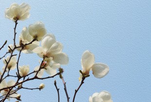 Coming Spring