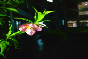 灼灼其华