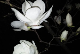 夜半寻花