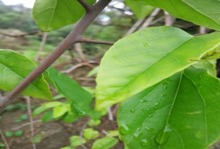 雨后