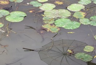 小小的愿望
