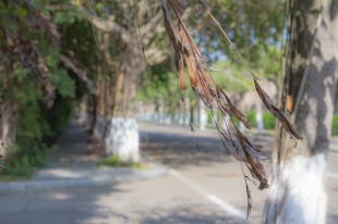 “嘉”的路