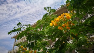 待到“嘉”花烂漫时