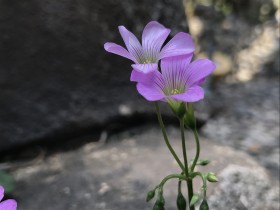 花开有声