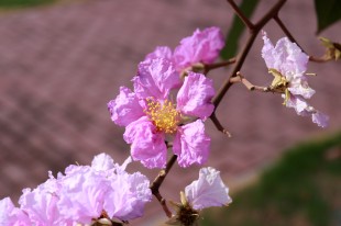 向阳紫薇