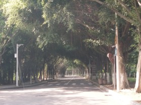 阳光与林荫道