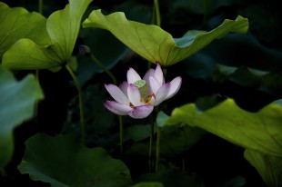 栖霞青荷