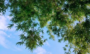 竹