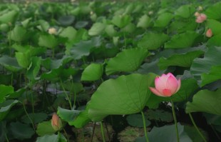 荷花