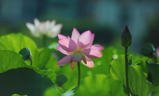夏日嘉荷