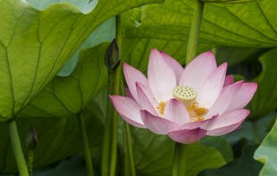 夏荷