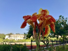 一枝独秀